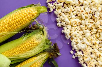 Raw corncobs and fresh popcorn isolated on purple background. Organic vegetarian food, grocery assortment, natural eco products, healthy lifestyle concept