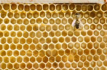 Single honeybee on a comb - closeup