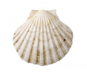 Fan-shaped sea shell isolated on white