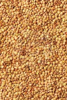 Background of dried brown lentils