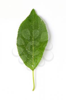 single plum leaf on white background
