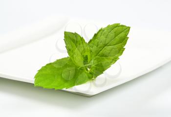 fresh mint leaves on white square plate