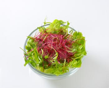 bowl of green salad with pea and beetroot sprouts on white background