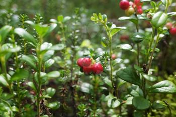 red cranberries growing in the forest
