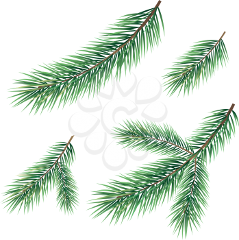 Christmas tree green branches set isolated on white background. Vector