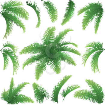 Set green branches with leaves of palm trees on a white background. Drawn from life. Vector