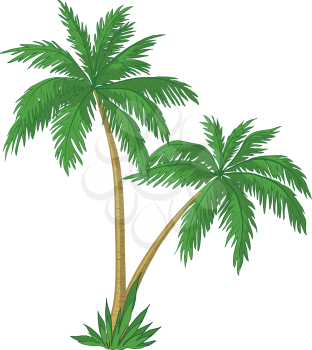 Palm trees with green leaves on white background. Vector