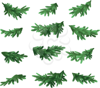 Christmas tree green branches set isolated on white background. Vector
