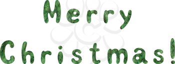 Lettering holiday festive greeting Merry Christmas, words with a green background with fir tree branches. Vector.