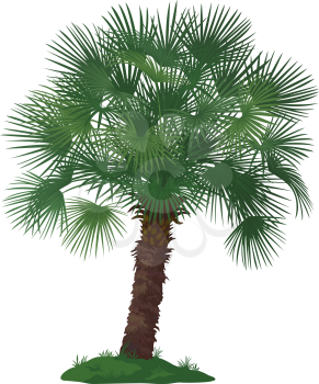 Tropical Palm Tree with Green Leaves and Grass Isolated on White Background. Vector
