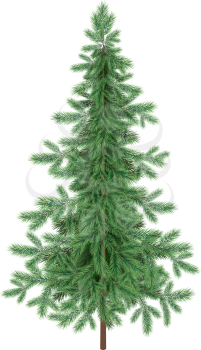 Green Christmas spruce fir tree isolated on white background. Eps10, contains transparencies. Vector