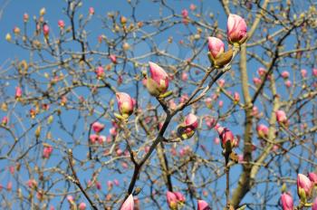 Magnolia tree branches with pink blooming buds and blue sky