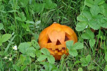 Symbol Holiday Halloween Pumpkins Jack-O-Lantern in Wild Strawberry Thickets