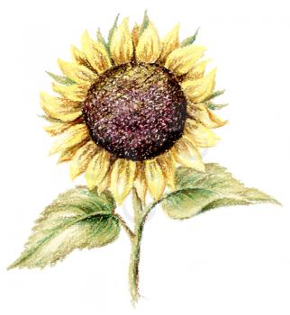 Sunflower. Picture, pastel, hand-draw on white paper