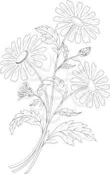 Bouquet of chamomile flowers isolated on a white background. Vector