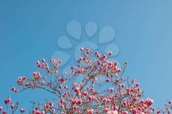 Spring Branches of a Blossoming Magnolia Tree with Pink Flowers and Buds on a Background of Blue Sky