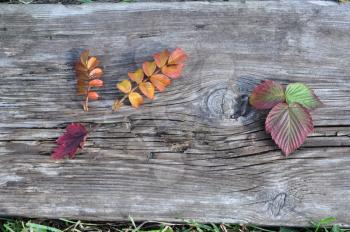 Autumn Raspberry and Wild Rose Leaves on the Old Board