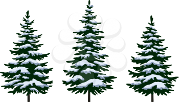 Set Green Fir Trees with White and Blue Snow, Winter Holiday Christmas Decoration Isolated on White Background. Vector