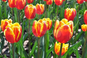 Flowers, Red Yellow Tulips and Green Leaves on a Flower Bed