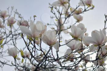 Spring Branch of a Blossoming Magnolia Tree with Pink and White Flowers and Buds