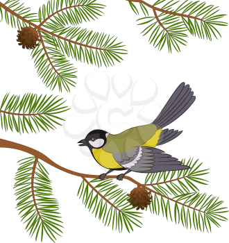 Bird Titmouse Sitting on Pine Tree Branch with Green Needles and Cones, Isolated on White Background. Vector