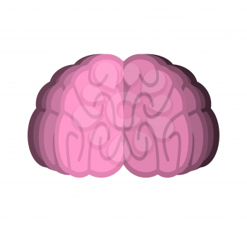 Brain isolated. Human brains on white background

