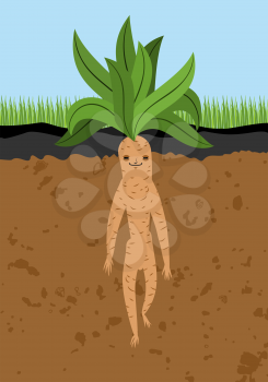 Mandrake root in ground. Legendary mystical plant in form of man
