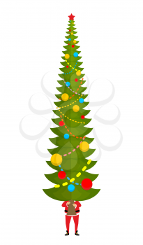 Santa carry big Christmas tree. Claus and huge spruce. Large fir. New Year Vector Illustration
