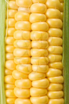 ripe yellow corn closeup as background