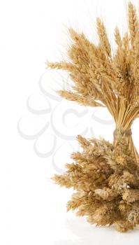ears of wheat  isolated on white background