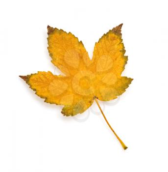 colorful autumn leaf isolated on white background