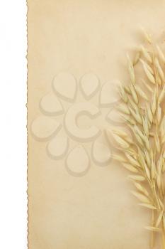 oat ears and parchment isolated on white background