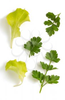fresh parsley and salad leaf isolated on white background