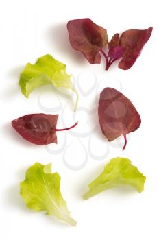 salad leaf isolated on white background