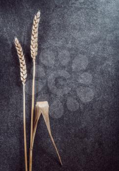 ears of wheat on  black background texture