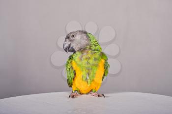Parrot on a table. 
Yellow with green scare sits on a table.
