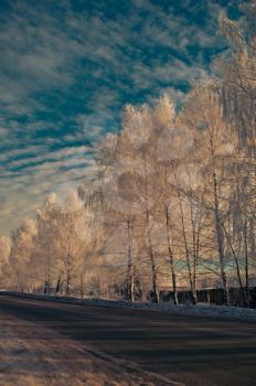 Road and winter trees.
Winter landscape in frosty morning, road and the dark blue sky.
