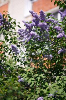 Blossoming lilac plants.