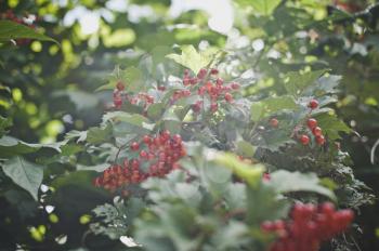 Bunches of red berries.