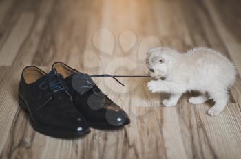 Baby cat games with shoes.