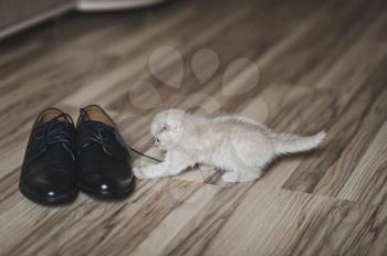 Little kitten playing on the floor with shoes.