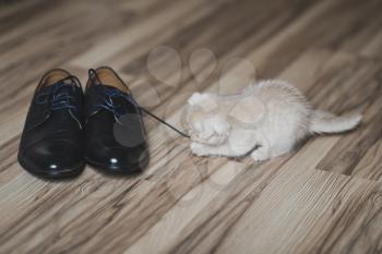 Little kitten playing on the floor with shoes.