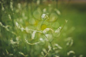 Flowering summer meadow grass in the blur.