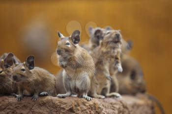 rodent degu walk with his fellow