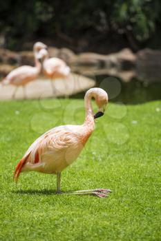 Group of pink flamingos in its natural environment. The largest colony of the flamingo

