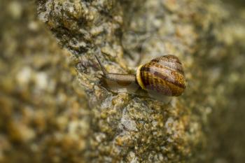 Small snail with dark body gliding on wood a rainy day