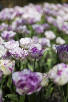 Purple tulips in Skagit Valley