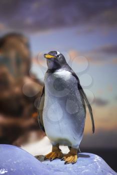 penguin standing on the rocks and looking into the distance