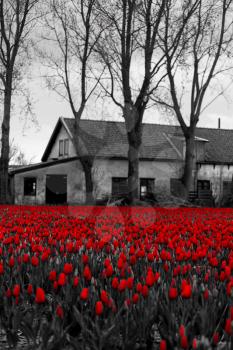 red tulips in the fields. black and white photo