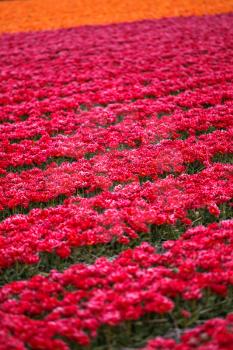 field with red tulips in the netherlands